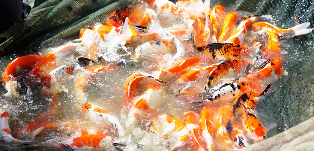 Chuyên cung cấp các loại cá Koi